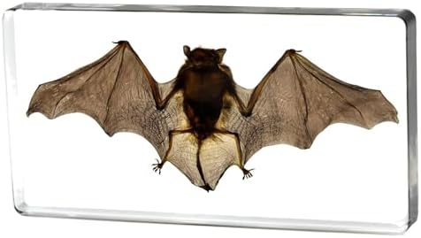 Taxidermy Bat, XXX-Large Bat Specimen in Resin Crystals Preserved by Aolowewin