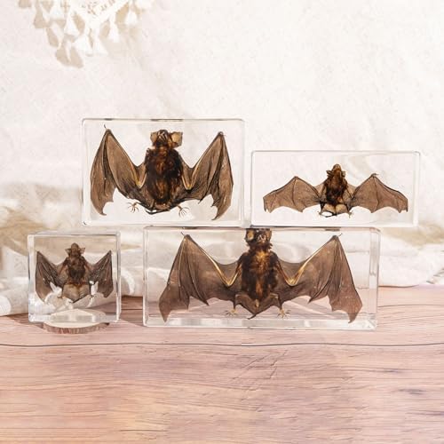 Taxidermy Bat, XXX-Large Bat Specimen in Resin Crystals Preserved - Image 6