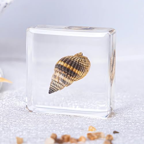 16-Pack Taxidermy Ocean Animal Specimens in Clear Resin Preserved - Image 5