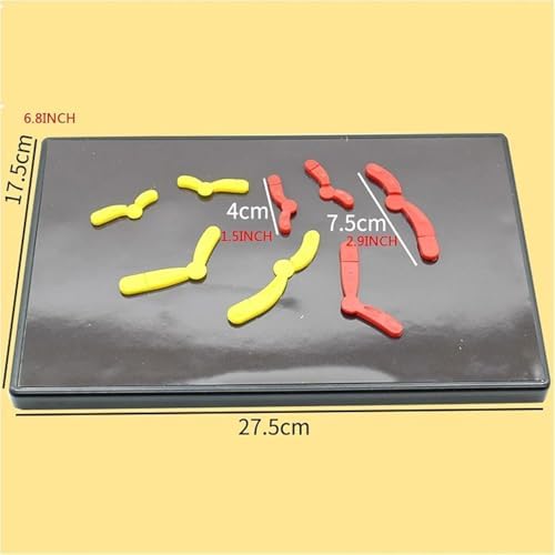 Meiotic Species Chromosome Change Model Component Magnetic Suction Type Junior High School Biology Student Teaching Instrument Model Components of Chromosome Changes in Meiosis - Image 4