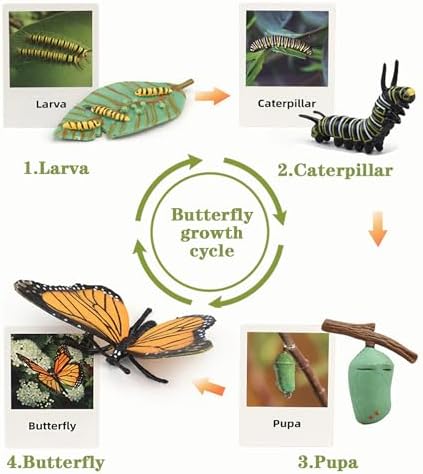 Mbrain Life Cycle Learning & Education Toys,Montessori Toys Figurines for Frog, Butterfly, Ladybug,Plants Kit,Gift for Girl & Boy for 3 4 5 Year Old - Image 5