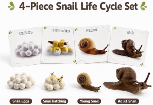 Montessori Life Cycle Animal Figures with Flash Cards, Lifelike Animal Growth Cycle Biological Model Set (Snail) - Image 2