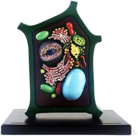 Plant Cell Model Plant Anatomy Model Cell Model - Educational Model Plant Cell Anatomical Model - Biology Teaching Model - for Science Education Collection by Unknown