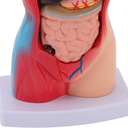 Focket Human Anatomy Model, Interactive 15 Piece Human Body for Kids with Lifelike Organs Anatomy Study Tool for Teaching Learning Students Healthcare Professionals - Image 7