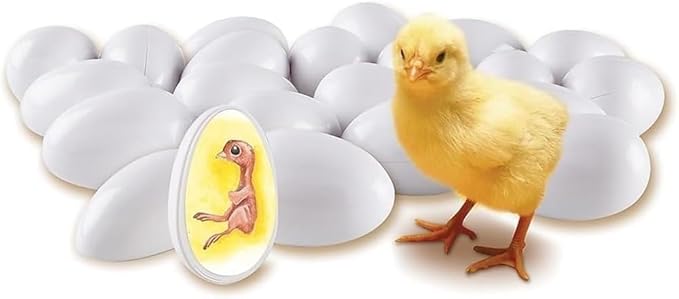 Chick Life Cycle Exploration Set Biological Teaching Model Chick Embryo Growth Model Hatching Development Process Biological Teaching Model