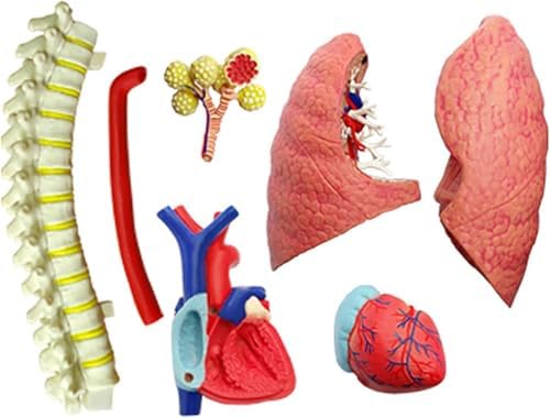 4D Respiratory System Model Lung Model Anatomical, Model of Human Heart and Lungs 21 Removable Parts for Medical Teaching - Image 4