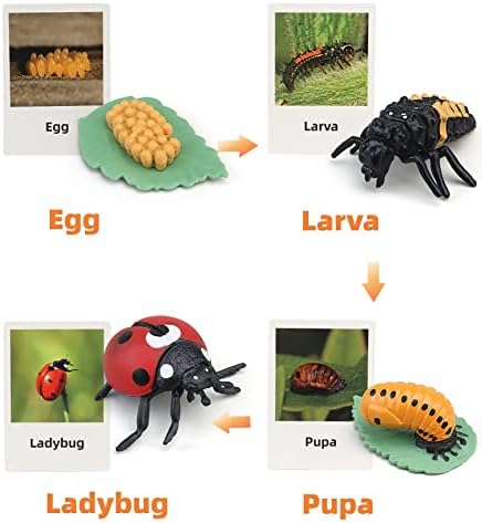 Montessori Life Cycle Learning & Education Toys, Plastic Insect Ladybug Monarch Butterfly Tadpole to Frog Kit, Preschool Learning Activities - Image 4