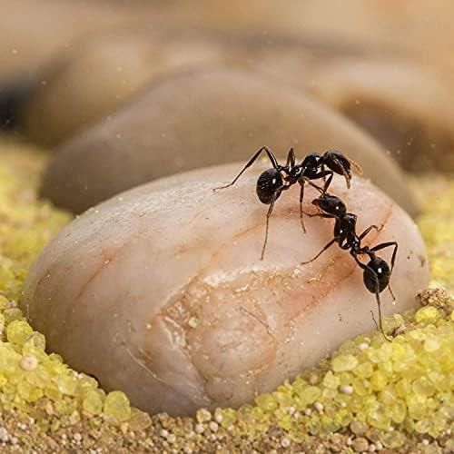 AntHouse - Natural Sand Ant Hill- Basic Kit | Sandwich (4.72 x 3.94 x 0.39 in) + Forage Box (7.09x 3.94 x 1.97 in) | Ant Farm - Image 7