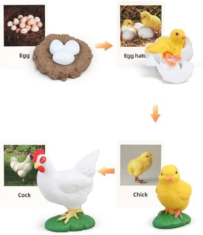 Montessori Life Cycle Animal Figures with Flash Cards, Lifelike Animal Growth Cycle Biological Model Set (Rooster) - Image 6