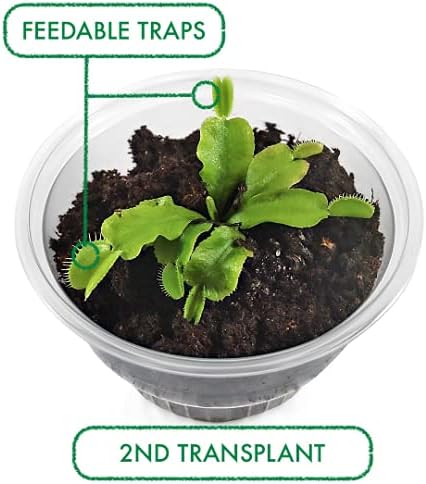 Venus Flytrap Kit, Live Venus Fly Trap Terrarium Included/DIY Beginner Friendly Starter Kit, Educational Growing Plant, Exotic Native - Image 6