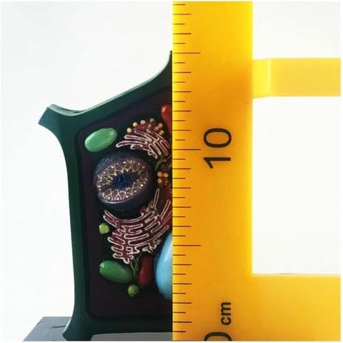 Plant Cell Model Plant Anatomy Model Cell Model - Educational Model Plant Cell Anatomical Model - Biology Teaching Model - for Science Education Collection - Image 3