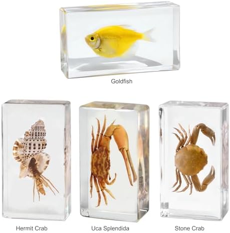 4-Pcs Taxidermy Fish Conch Crab Specimen in Clear Resin Preserved - Image 4