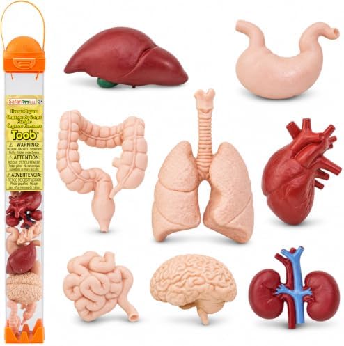 Safari Ltd. Human Organs TOOB - 8 Mini Figurines Including Brain, Heart, Lungs, Liver, Kidneys, Stomach, and Intestines - Anatomy Educational Toy Figures for Boys, Girls & Kids Ages 3+ by SafariLtd