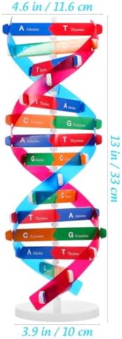 Abaodam Educational DNA Model with Display Stand Double Helix Science Kit for Kids Interactive DIY Genetic Structure Learning Toy Biology Model 14.56In - Image 5