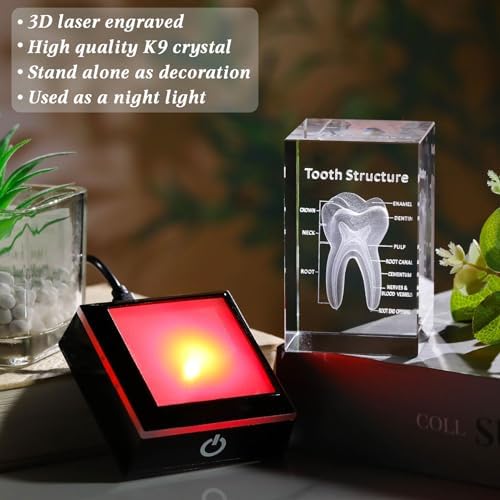 Movdyka 3D Crystal Human Tooth Anatomy Model Decor Gifts for Dentist - Image 3