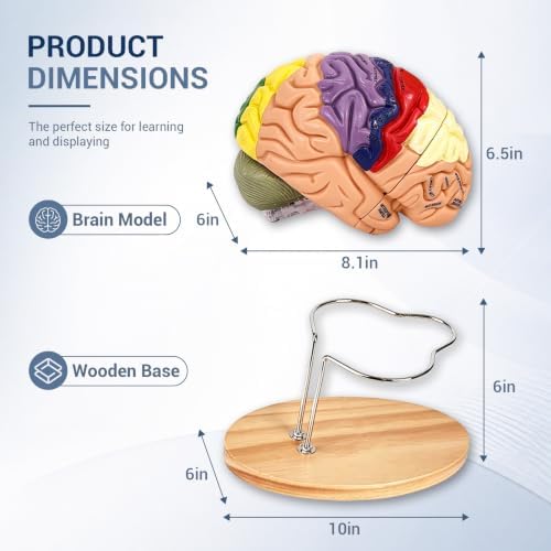 Human Brain Model 2X Life Size, 4-Part Detachable Brain Anatomy Model with Labeled Structures and Display Stand, Brain Model for Neuroscience, Psychology, Medical Education and Classroom Learning - Image 2