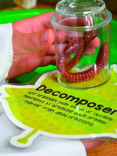 Clear Plastic See-Through Bug Jars - 3" (Pack of 10) - Ideal for Kids' Science Projects & Educational Activities - Image 4