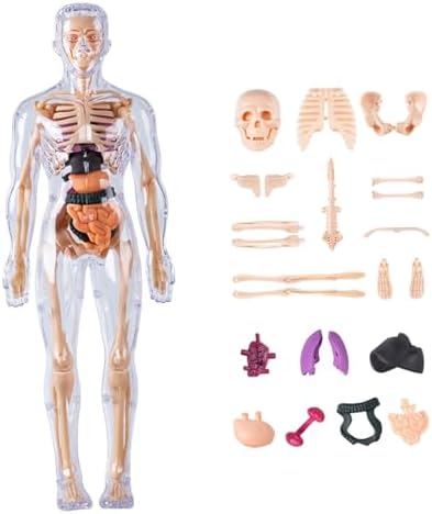Human Body Model for Kids Detachable 3D Anatomy Science Toy Skeleton Model Educational Fully Transparent - Image 7