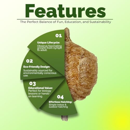 USMANTIS T Sinensis Mantis Egg Cases Pack of 4 with Habitat Kit - Image 2
