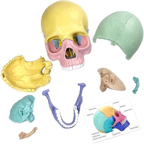 LUCKY GUESS Human Skull Anatomy Model, 17-Part Puzzle with Flash Cards - Image 5