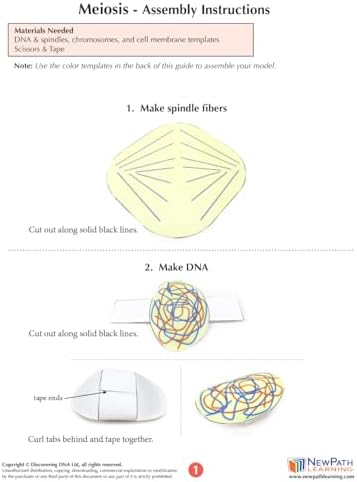 NewPath Meiosis 3-D Paper Model Making Kit, Set/5 Full-Color, Paper Model Templates & Teachers Guide (24-7741) - Image 5