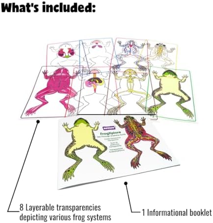 Roylco FrogXplore See-Through Frog Anatomy Kit, Ages 5+ - Image 2