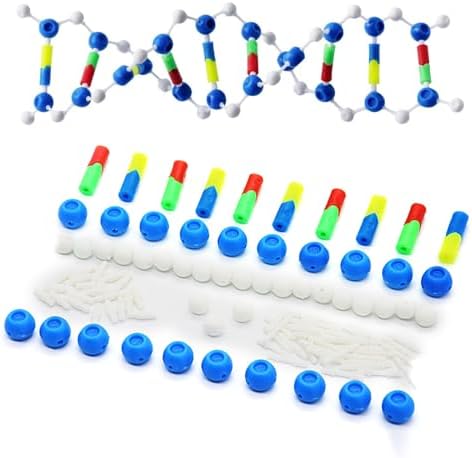 DNA Structure Models Hands on Structure Model for Organic Chemistry Learning and Biology Experiment Demonstrating Model - Image 2