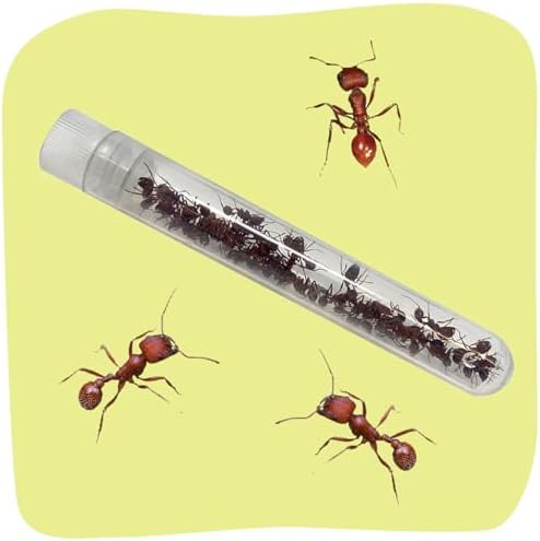 Insect Lore Ant Hill Kit with Prepaid Voucher - Science Kit for Kits - Redeem Voucher for Live Harvester Ants - Watch Native Ants Tunnel and Explore - Image 6