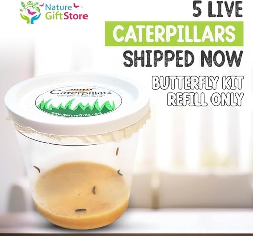 5 Live Caterpillars for Butterfly Kits, Painted Lady Refill with Food - Image 2
