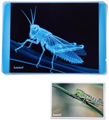 Insect Xrays – Light Table for Kids, Light Table for Kids, Educational Light Up Sensory Table for Classroom & Home Learning - Image 5