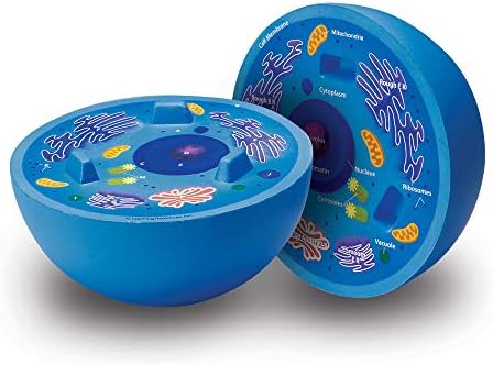 Learning Resources Cross-Section Animal Cell Model by LearningResources