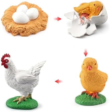 Montessori Life Cycle Animal Figures with Flash Cards, Lifelike Animal Growth Cycle Biological Model Set (Rooster) - Image 7