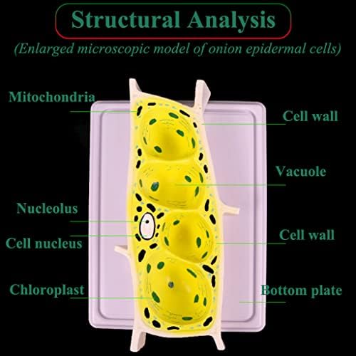 Model Teaching Model Onion Epidermal Cell Model Standard Microscope Magnification Model Plant Cell Model Biology Teaching Models for Teaching - Image 4