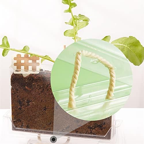Children's Science Experiment Window Plant Growing Kit, Vegetable Plant Growth Observation Box Toy Science Kit for Homeschool & Classrooms, Ages 6+ - Image 6