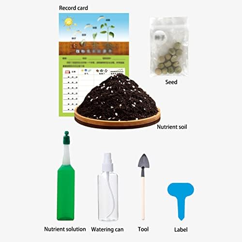 Plant Pots Indoor for Indoor, Children's Plant Growth Observation, Small Potted Plants with Transparent Roots, Vegetable Toy Set - Image 2