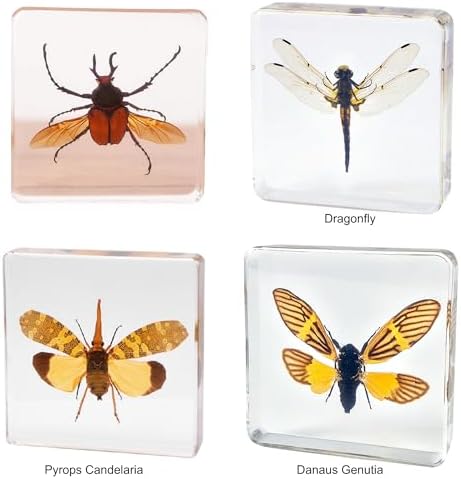 Taxidermy Dragonfly Cicada Beetle Specimens in Resin Preserved - Image 3