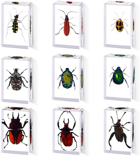 9pcs Real Insect Specimen,Taxidermy Stag Beetle & Beetle Specimen in Resin by preservingnatureswonders%E2%80%93premiuminsectspecimensforenthusiasts