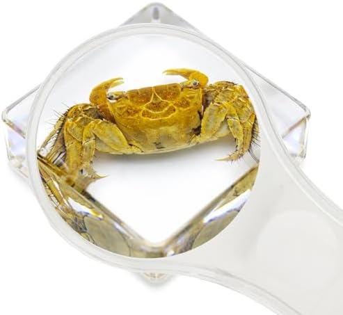 6 PCS Marine Life Specimen Set,Hermit Crab,Fiddler Crab,Starfish,Nassariidae,Sea Cucumber, Chiromantes Dehaani Resin Collection Science Toys - Image 3