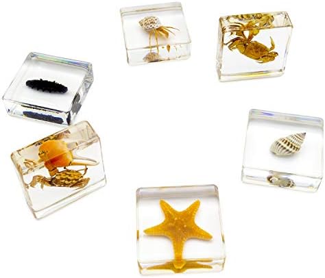 6 PCS Marine Life Specimen Set,Hermit Crab,Fiddler Crab,Starfish,Nassariidae,Sea Cucumber, Chiromantes Dehaani Resin Collection Science Toys - Image 2