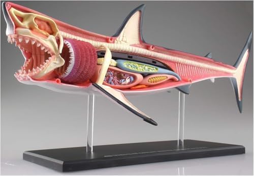 4D Shark Anatomy Model, 20 Detachable Organs and Body Parts Biology Model for Study Display Teaching Medical Model - Image 4