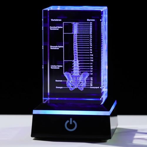 Movdyka 3D Crystal Human Spine Skeleton Model with Nerves Vertebra by Movdyka