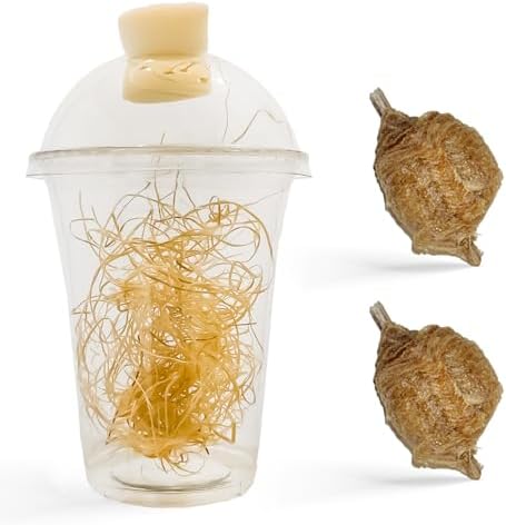 USMANTIS Praying Mantis Egg Case Kit, 2 Pack with Habitat Cup by Unknown