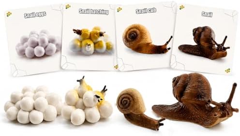 Montessori Life Cycle Animal Figures with Flash Cards, Lifelike Animal Growth Cycle Biological Model Set (Snail) by HYSTYLE