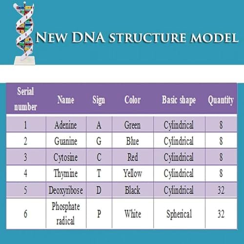 COYEUX Double Spiral DNA Model, DNA Model Kit, Made of PVC, Educational Tool for Biology Classroom, Mounted On a Rotating Support - Image 2