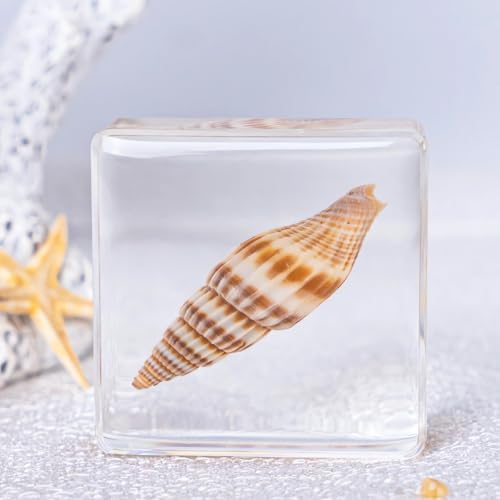 16-Pack Taxidermy Ocean Animal Specimens in Clear Resin Preserved - Image 4
