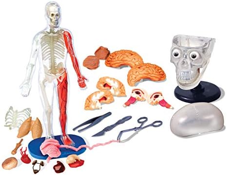 SMARTLAB Toys Totally Squishy from Head-to-Toe - 60 Pieces - 36 Removable Parts - 12" Human Body Model & Stand - 24-Page Illustrated Book - Includes Glowing Eyeballs! - Image 3