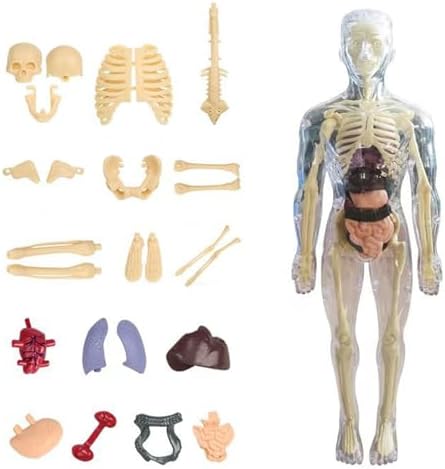 DIY Assemble Human Skeleton Model for Anatomy,Mini Human Body Science Classroom Skeleton Model with Removable Joint Kit (Clear (Adult Body Model)) by Unknown