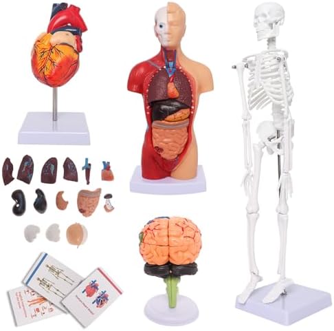Human Anatomy Models Bundle Set, Brain, Human Torso Body, Heart & Skeleton by WADOY