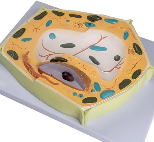 Organ Model, Plant Cell Anatomical Model, Biological Structure, Scientific Display Model, Anatomical Model, Cell Membrane Model - Image 6