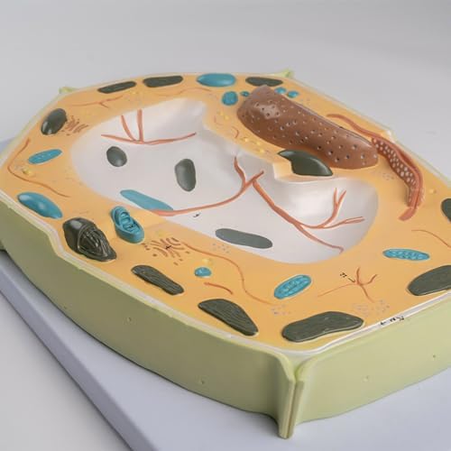Organ Model, Plant Cell Anatomical Model, Biological Structure, Scientific Display Model, Anatomical Model, Cell Membrane Model - Image 5